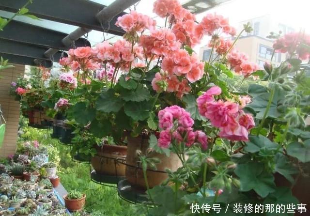 #养花#想养花不知道养啥好根据3个方面选,越养越好,四季开花长爆棚