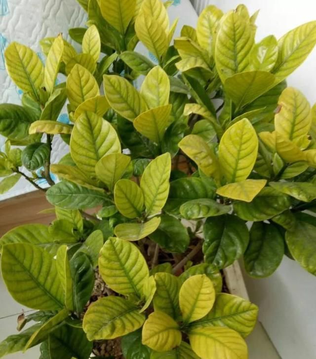  #酸水#杜鹃、栀子、茶花，南花北养爱黄叶，三种“酸水”能改善