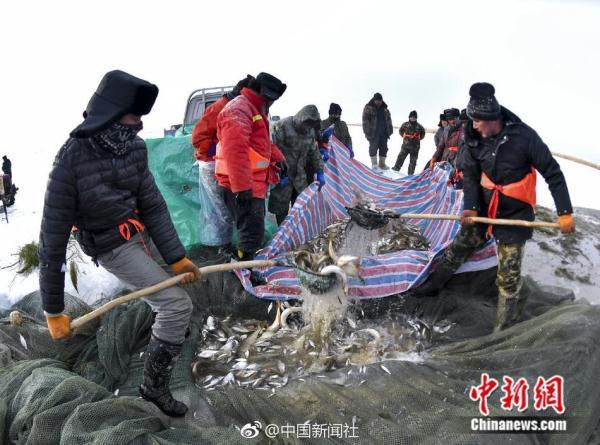 凿冰开眼踏雪寻鱼！新疆乌伦古湖冬季大拉网捕鱼场面壮观