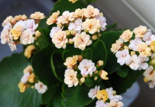  「寓意」爱上花花，不如在家养盆寓意好的，花开吉祥艳丽，值得拥有的花卉