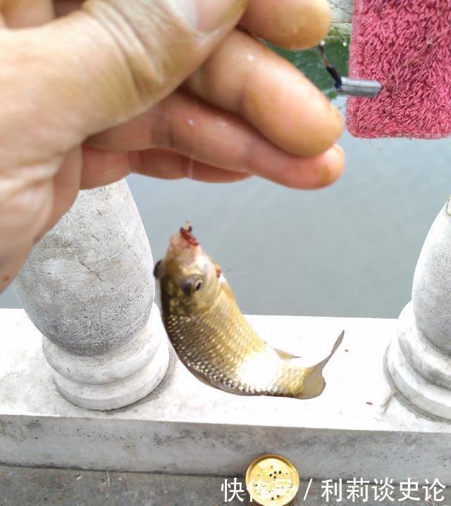  #把它放生#海淀区昆玉河，鲫鱼开口，送你钓小鱼攻略