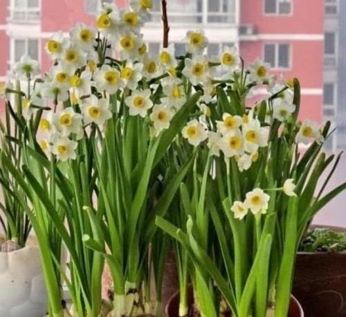  [彼岸花]“4种花”有毒，再便宜也别养，看到请躲远点，要小心！