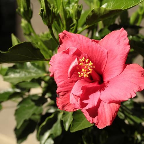  室内阳台■比香水还香的9种花卉盆栽，净化空气好打理，非常适合懒人养