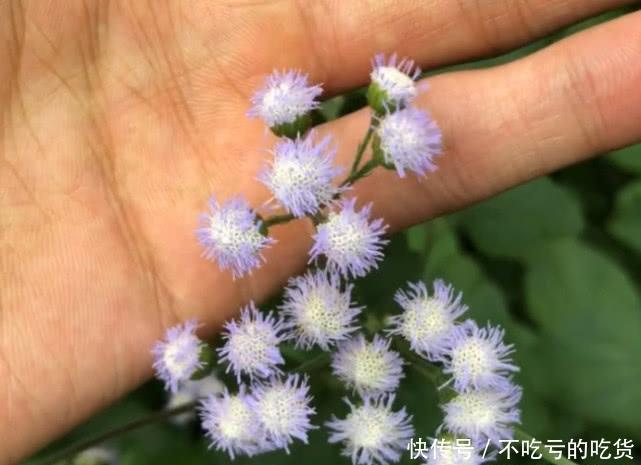 这种野草农村里随处可见，是天然的止血药，农民把它叫做“臭草”