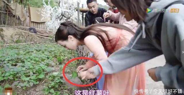  『红薯』《枕上书》花絮：热巴不识红薯被玲玲鄙视，“羊语”十级诱羊成功