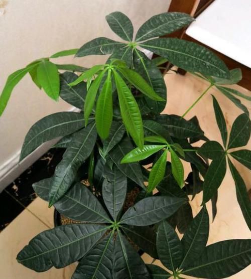  好多花友■在家养发财树，叶子老是爱发黄，告诉你几个小技巧，不黄叶长势旺
