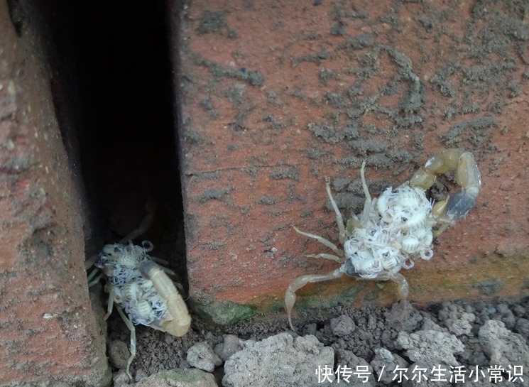 很多人都在养蝎子，为什么那么多人养蝎子会失败？