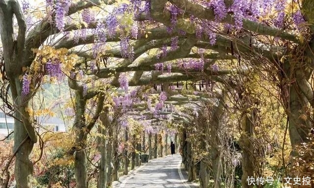 浙江中部藏了一片浪漫的紫藤花长廊，美得像紫色的瀑布！