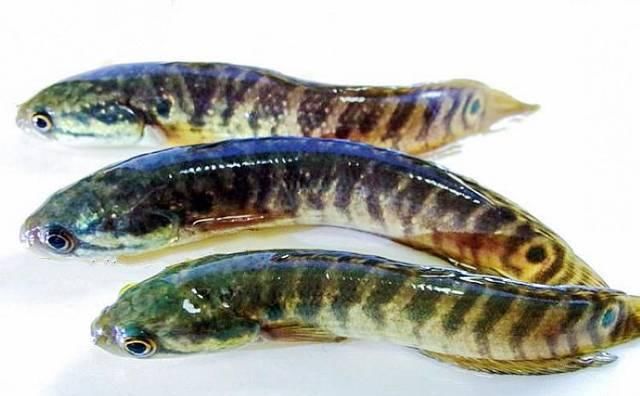  #全身#全身花纹常误认是黑鱼“变异”，以前少有人敢吃，如今50