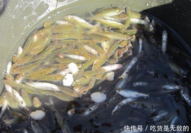  幼虫：农村河中捕到这种鱼，一定记着再放回水中