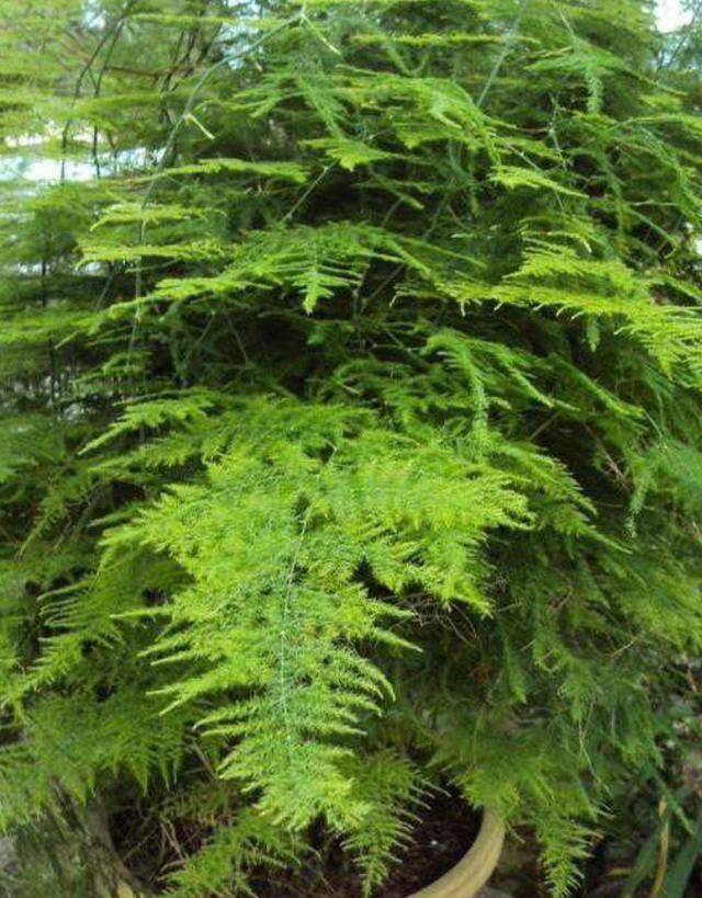  【蒸发量】文竹度夏这样养，不黄叶烂根，郁郁葱葱惹人爱