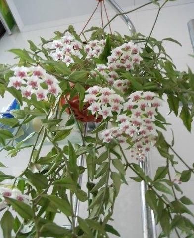  「球兰喜欢」球兰开花，比拳头还大，做到4个养护，一个枝10个花球