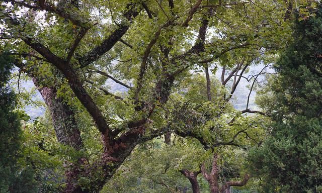 寻找深山藏宝图，养蜂老人独守林区，甜蜜的背后是孤独