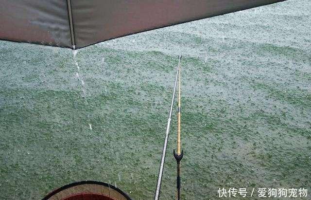  水域的水温■春雨过后好钓鱼！为什么大雨、暴雨后没口呢原因就在这4方面