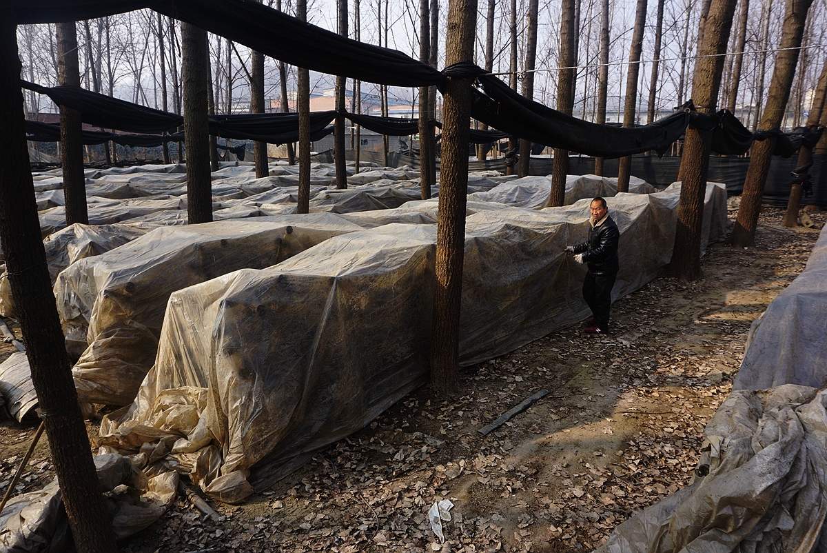  「远销」男子家门口种香菇17年：产品远销日本韩国 称挣钱看孙子