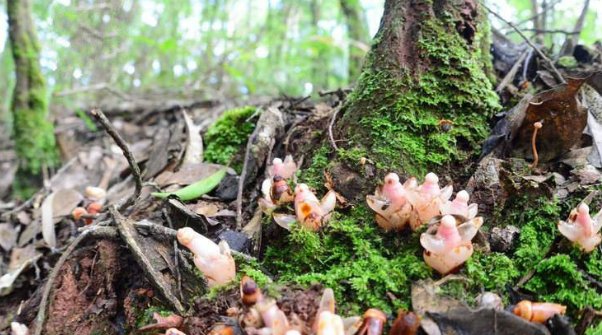  [濒临灭绝]在大山的一种植物，形似多肉，濒临灭绝，没有办法人