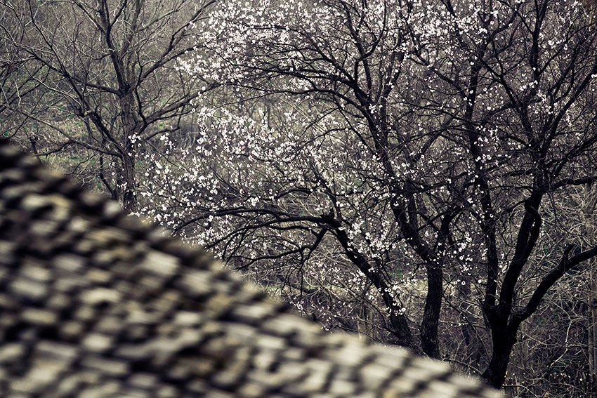 大别山区有个古朴而秀美的地方，借问此地在何处，牧童遥指杏花村