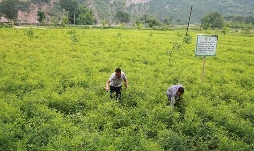 农村3种生意，有人以为很赚钱，殊不知入行的农民，大多都亏惨了