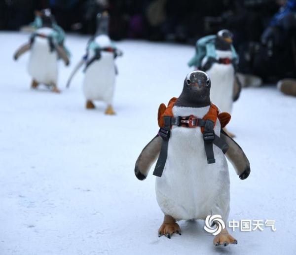 哈尔滨：可爱企鹅亮相冰雪大世界 萌翻全场