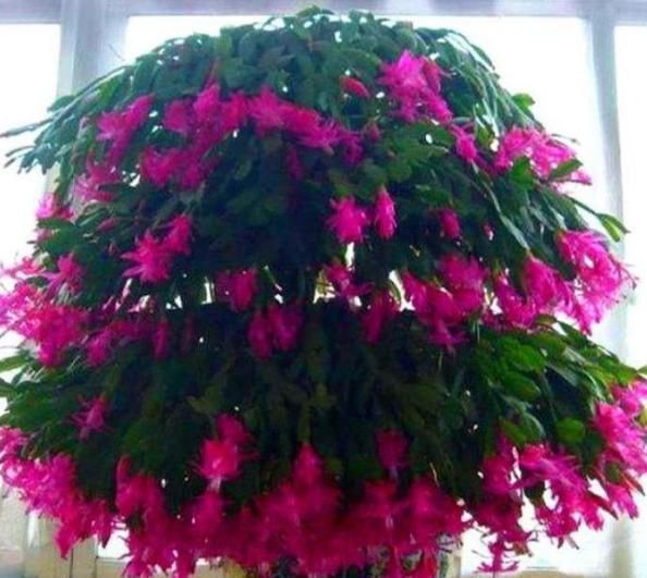  『随便』“3种花”不要随便送人，招财又旺运，养家里，一整年都有好运气