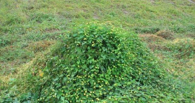  【爱护】路边这野草，人称“咽炎草”，目前无人工种植，遇见请