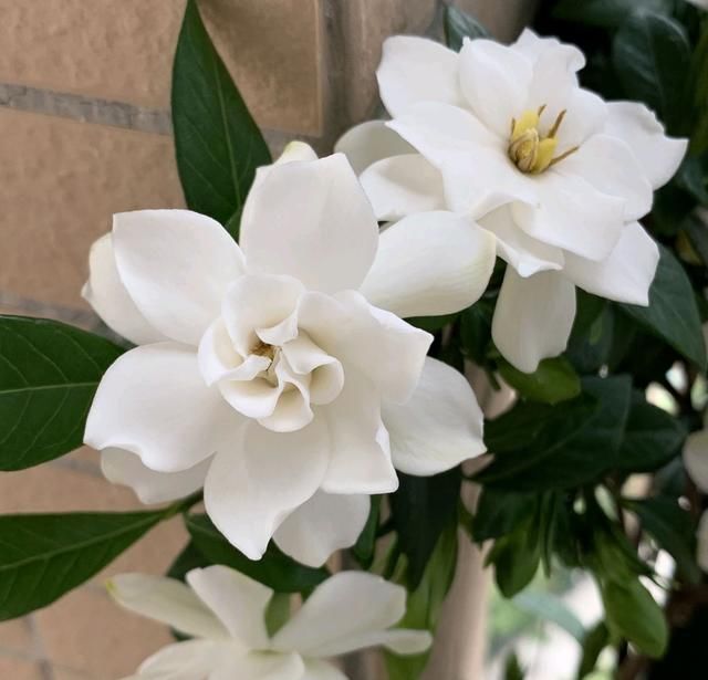  花苞@栀子花少一天浇水就黄叶枯花苞？比伺候月子还难受，就该洗个澡