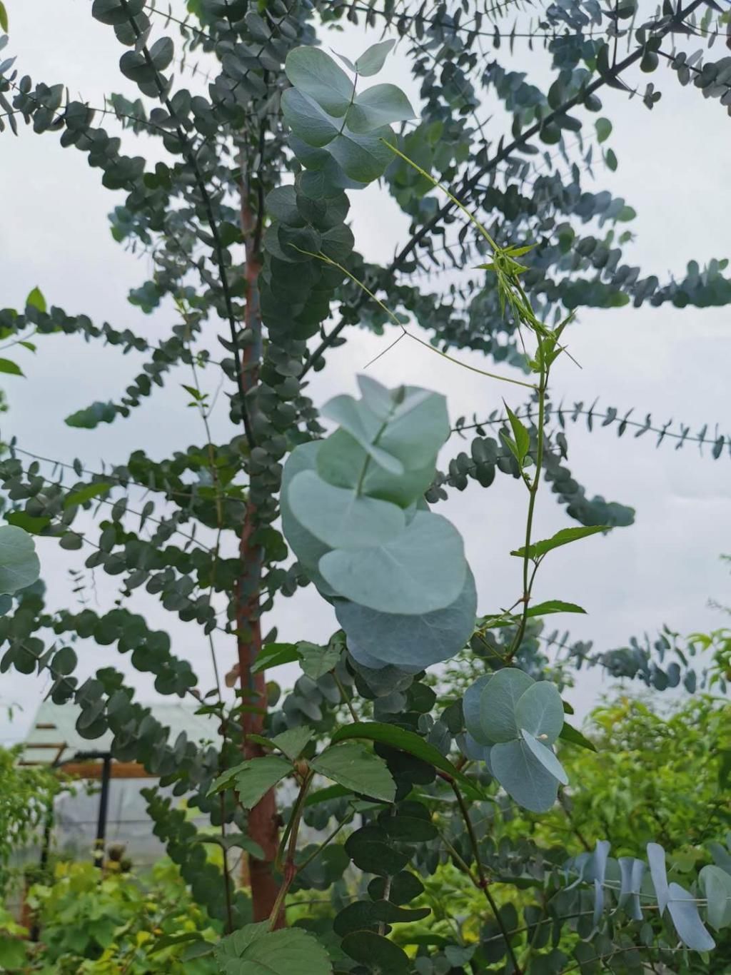  『辞职』从银行辞职做“花农”，她打造的花园超治愈