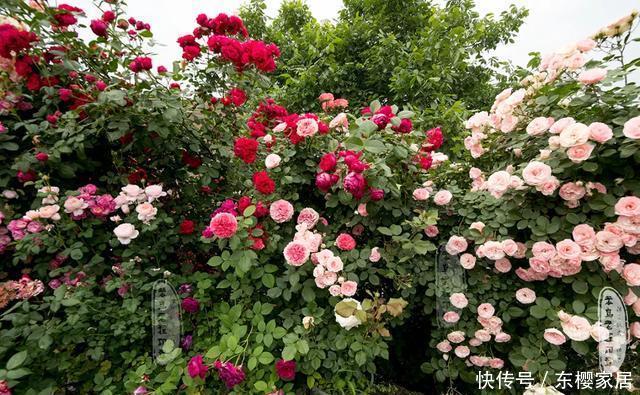 「只养」只养这1种花,就能打造绝美花园和阳台!月季品种和养护要点!