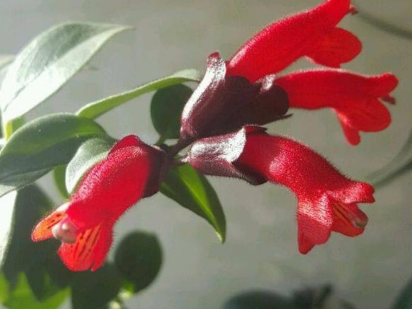  『养花』喜欢养花，养这几款花，便宜又好养，枝叶亭亭玉立，花姿妖艳，美