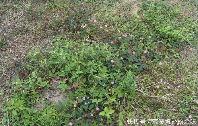  『含羞草』含羞怕人的害羞小草，原产于美洲热带，如今正在海南无休止地繁殖