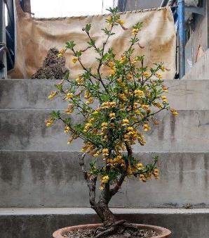 【学好】“金雀”其实不难养,学好这3招,主干粗壮花开烂漫