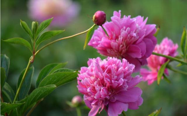 芍药|芍药花开艳丽,芍药的根有什么作用呢?