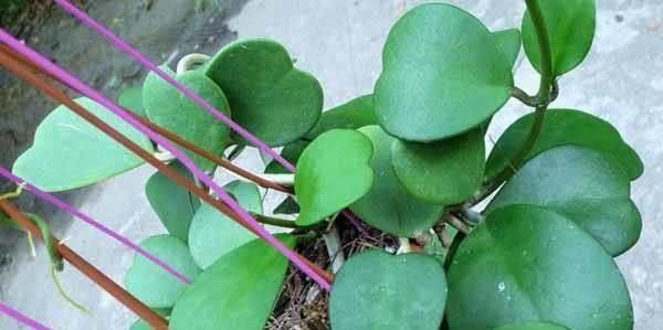  「天浇点」这3种“爱心”草，漂亮好养，10天浇点水就行，一盆10元划算