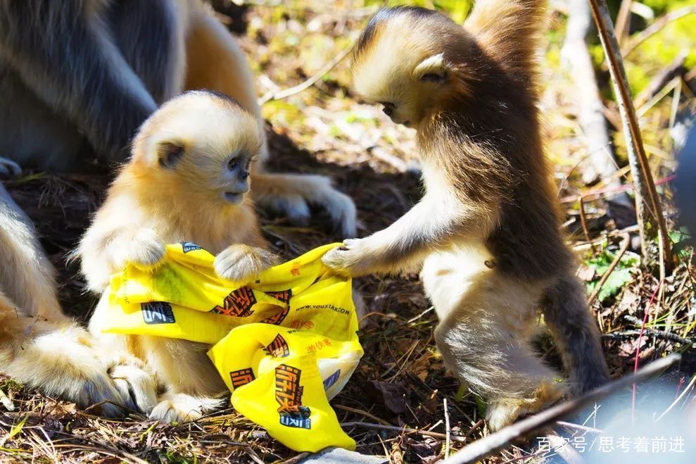 徒步神农架，穿越无人区