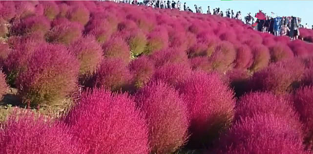  走红|又一种中国植物在日本走红，在我国是个家用工具，在日本却