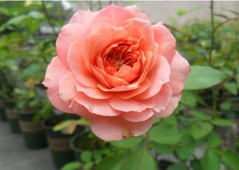  #柔美#此几款花朵花期长，花色柔美，争芳斗艳，一次开爆成花海，美爆了