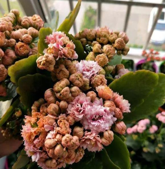 #漂亮#这4种花，一开花就停不下来，漂亮好养，是盆栽佳品！