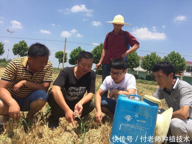 玉米除草剂让人看花了眼,农民该如何选择