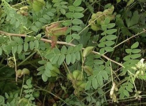  『植物』山上1种珍贵的“杂草”，常被称为“黄芪”，不要乱去挖，要保护