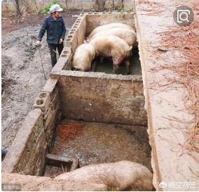  「道理」农村俗语：“正月的猪，五月的牛”，为啥要这么说呢？