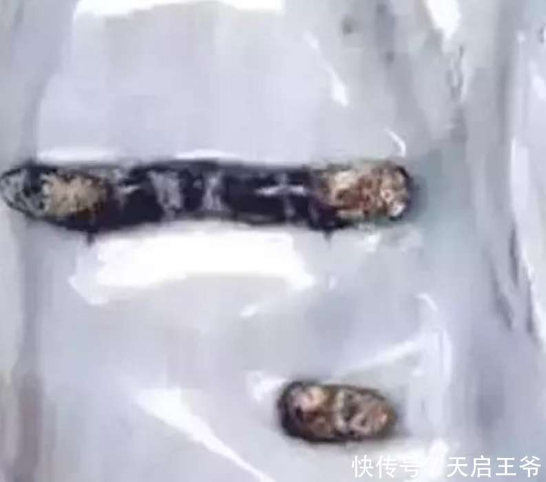  【巨树】2亿年前的五条虫子 与大树一起变成了玉石！