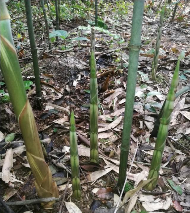  【植物】深山林里的小溪边，长着一种肉嘟嘟的植物，你吃过吗？