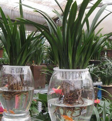  『解决』水培绿植里放条鱼，烂根黄叶都解决，更具美感，冬天绿叶呼呼长！