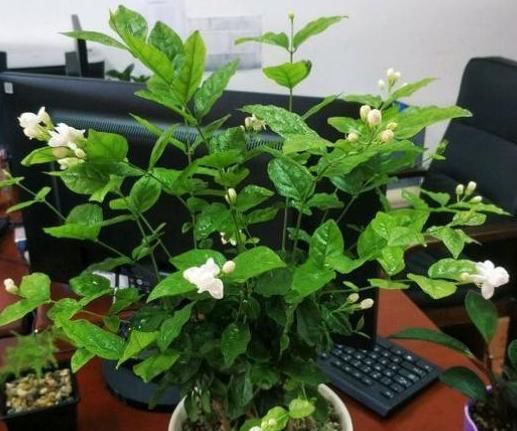  『夏季』希望自家的花草枝叶繁茂、开花旺？夏季勤修剪，3种植物砰砰开花