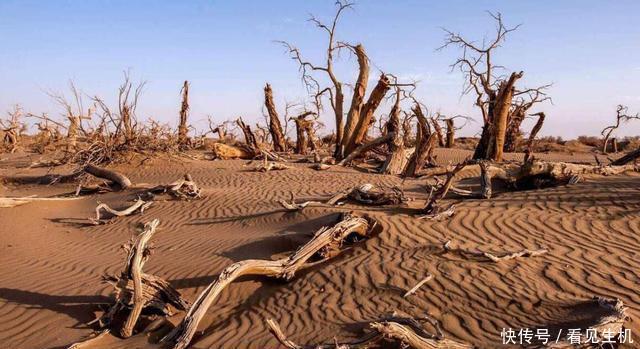 中国人发明的草方格,成功解决沙漠荒漠化,如今成为治沙史上奇迹