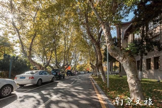 南京这些大学都有最美梧桐大道，有没有你的母校？