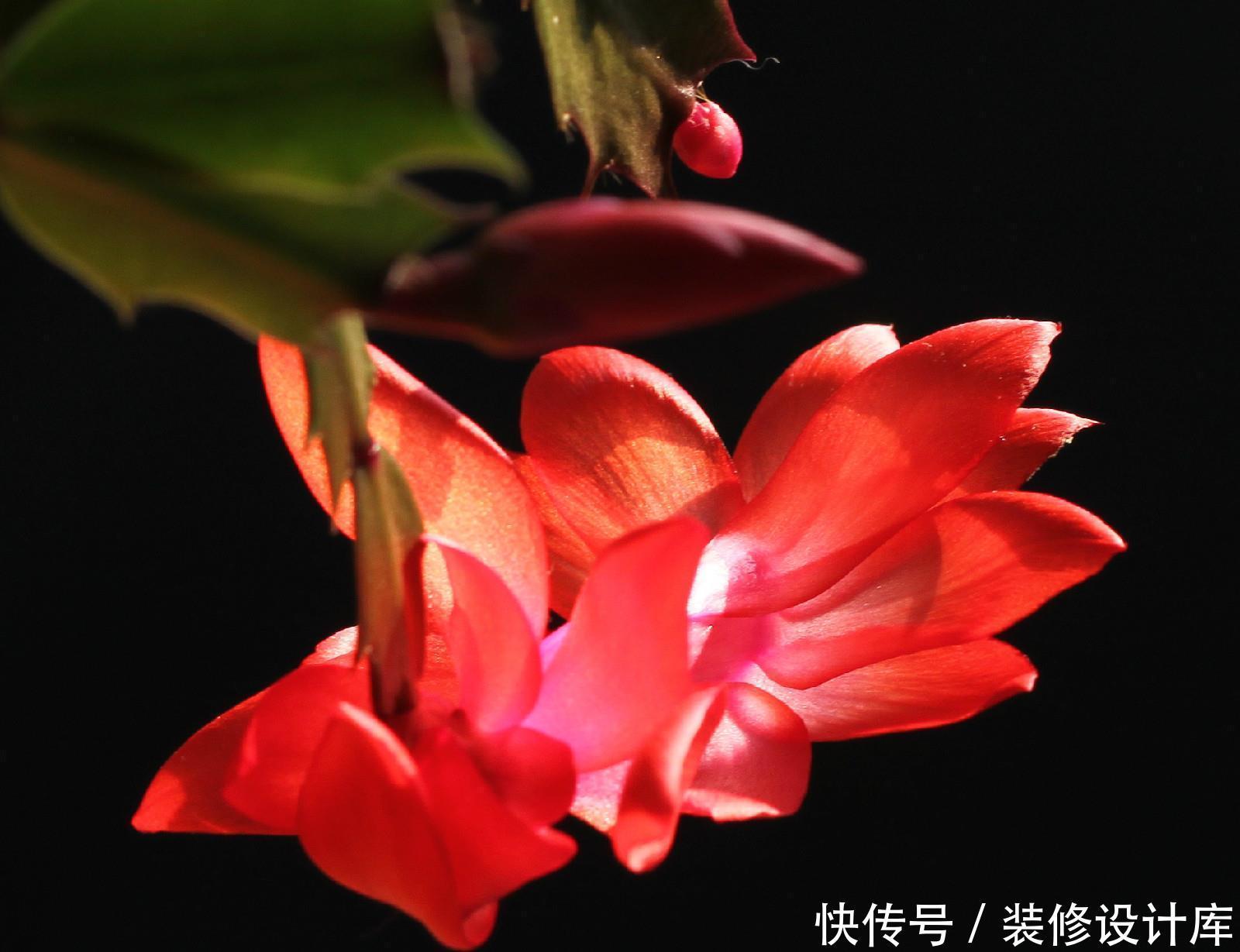 『蟹爪兰』家中选择养护花卉,家养护3种花卉,花色绚丽多彩,美丽漂亮的花