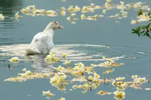 桂林的春天有多美？