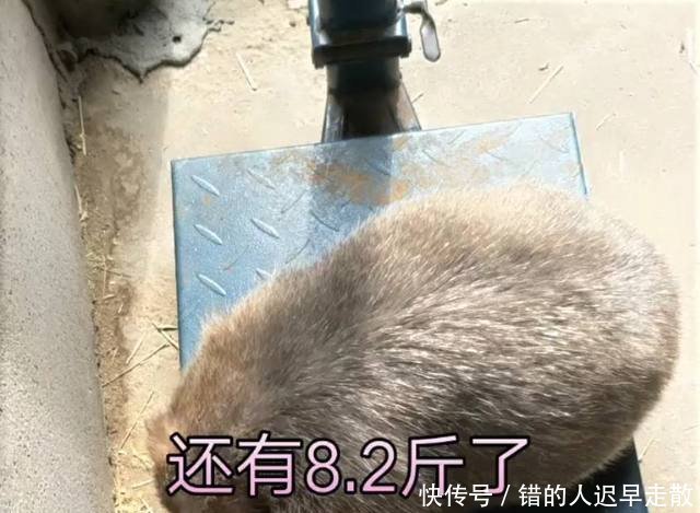 80后夫妻农村创业竹林里放养“它”单只重8斤,每斤五十元