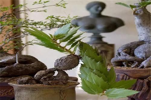  [植物]史上“最萌植物”的变态版来袭！